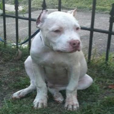 Surratts Scrappy Front View Pit Bull.jpg